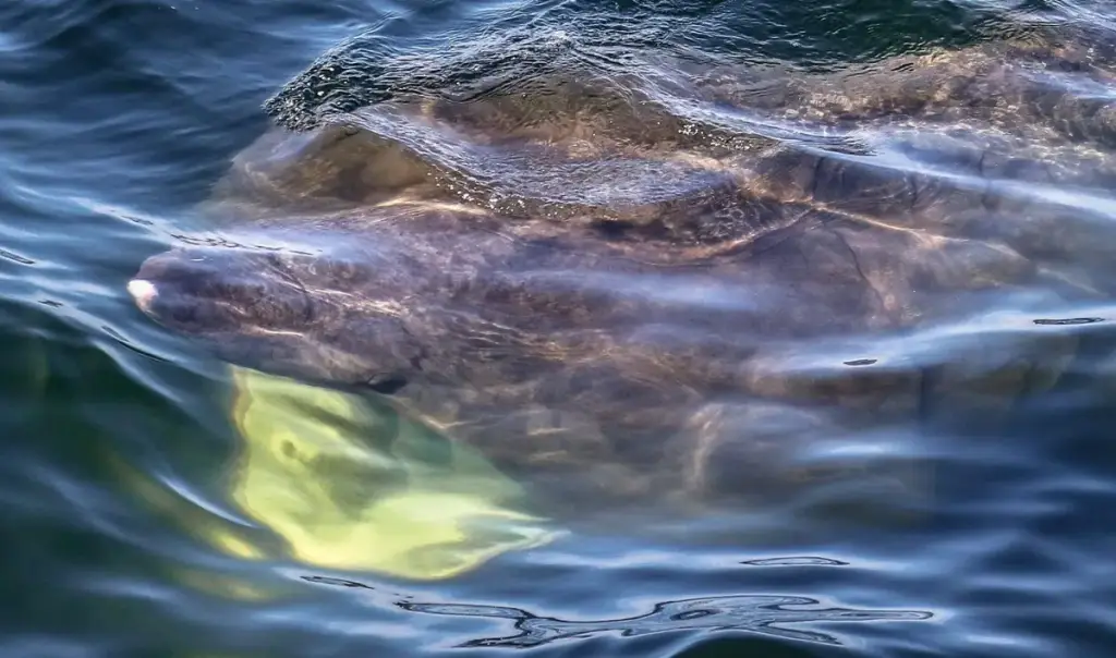 7 Seas Whale Watch, Gloucester, MA