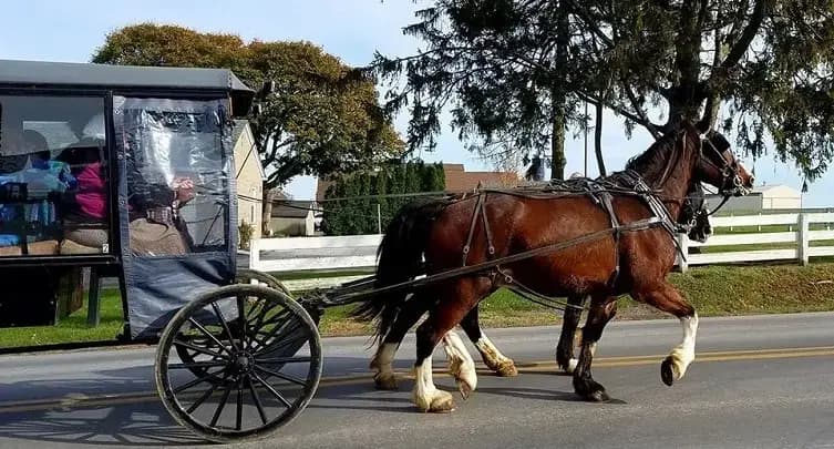 AAA Buggy Rides, Intercourse, PA