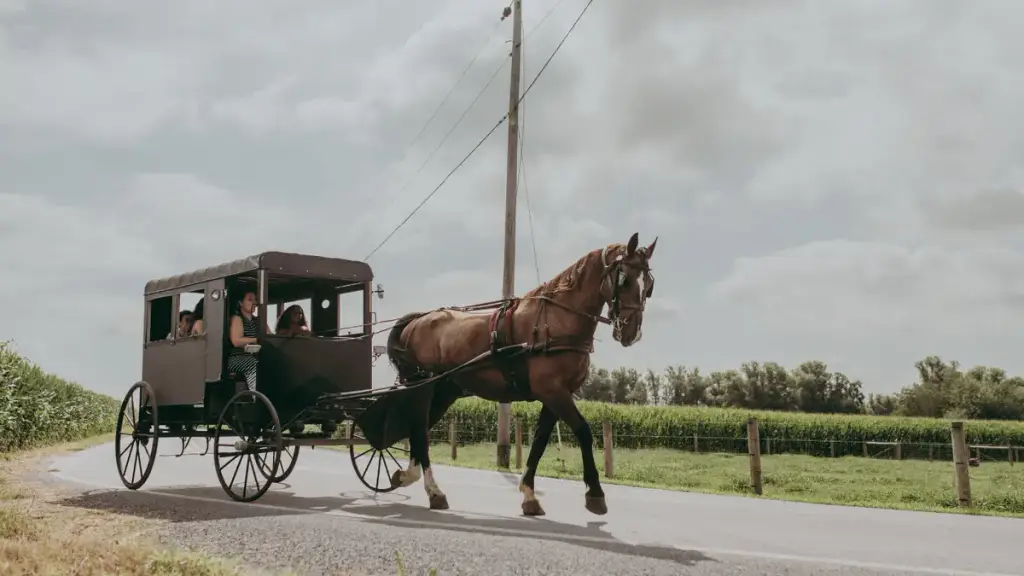 Aaron & Jessica's Buggy Rides, Bird in Hand, PA
