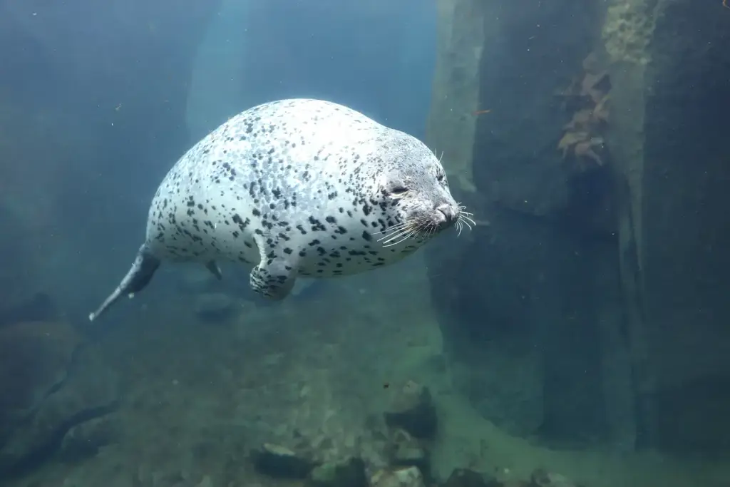 Alaska SeaLife Center, Seward, AK