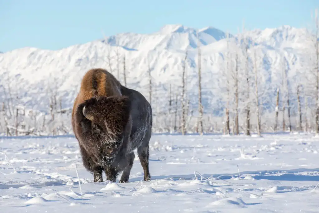 Alaska Wildlife Conservation Center, Girdwood, AK