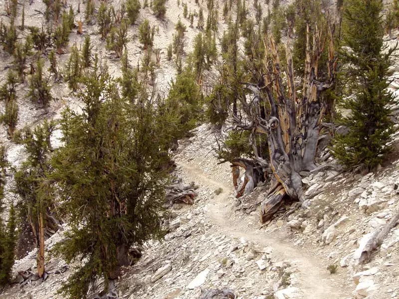 Ancient Bristlecone Pine Forest, Bishop, CA