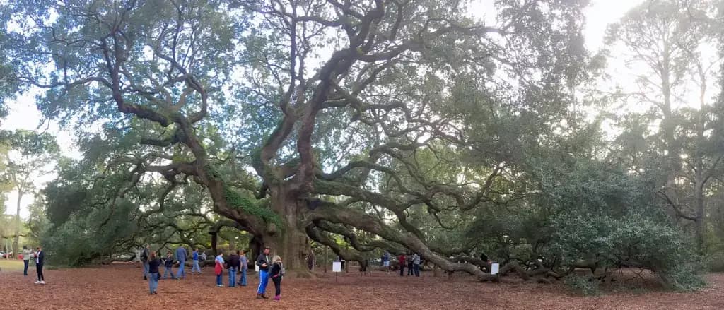 Angel Oak, Johns Island, SC