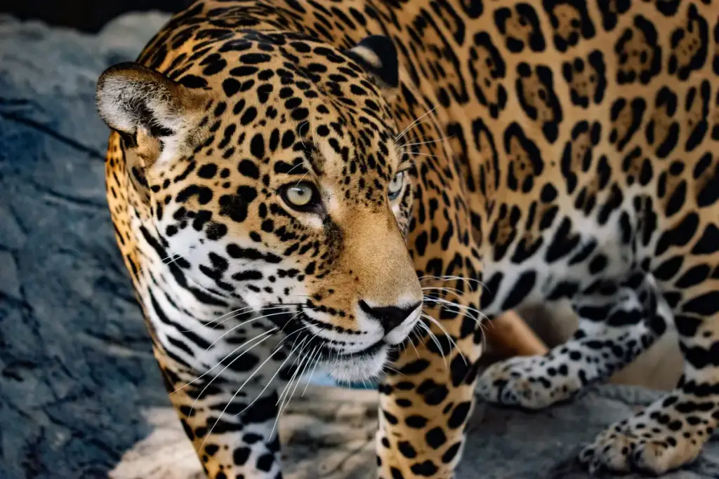 Animal World & Snake Farm Zoo, New Braunfels, TX