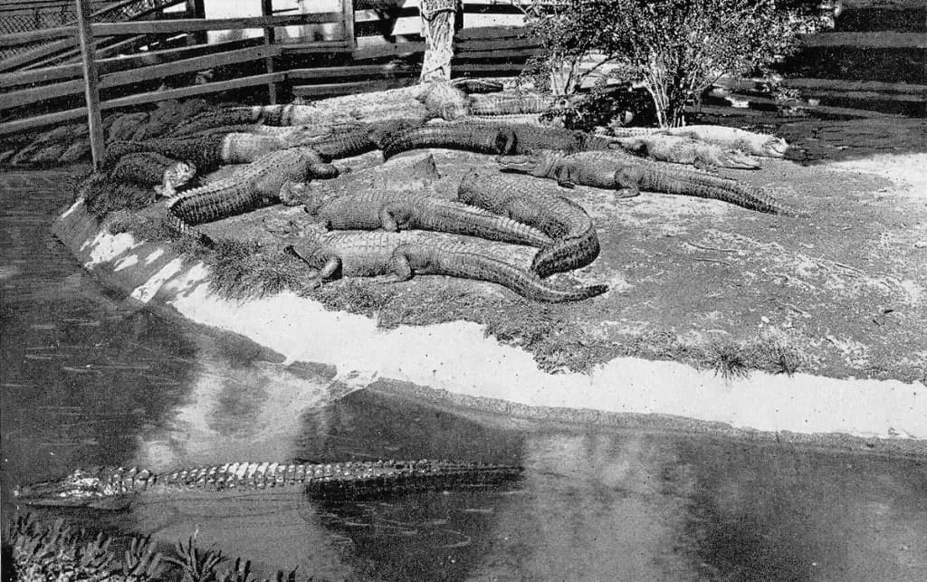 Arkansas Alligator Farm & Petting Zoo, Hot Springs, AR