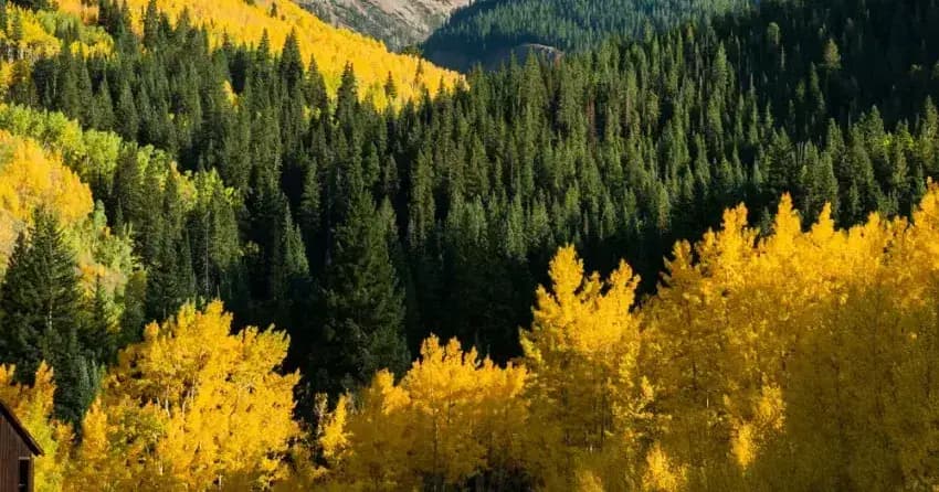 Aspen, Aspen, CO