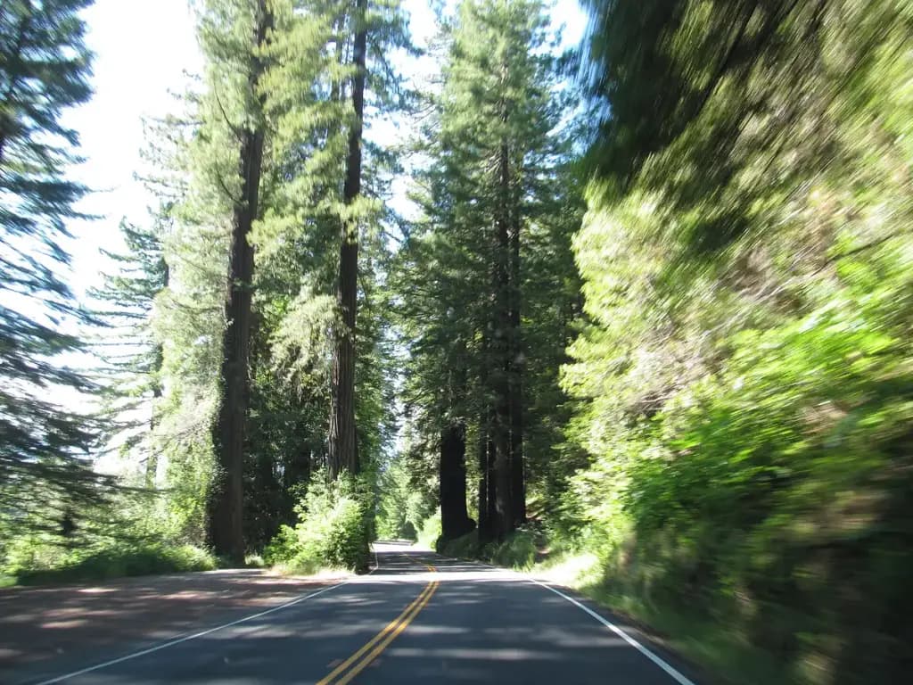 Avenue of the Giants, Weott, CA