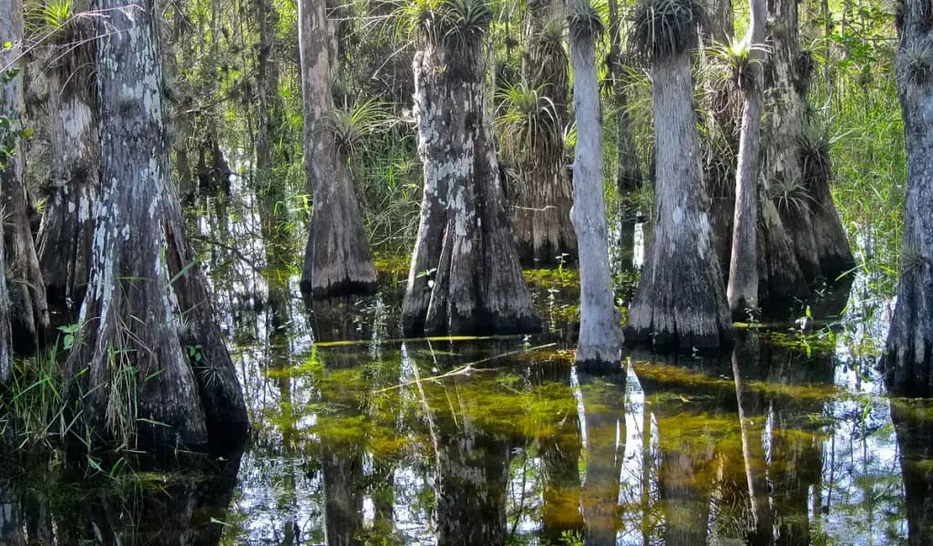 Big Cypress National Preserve, Ochopee, FL