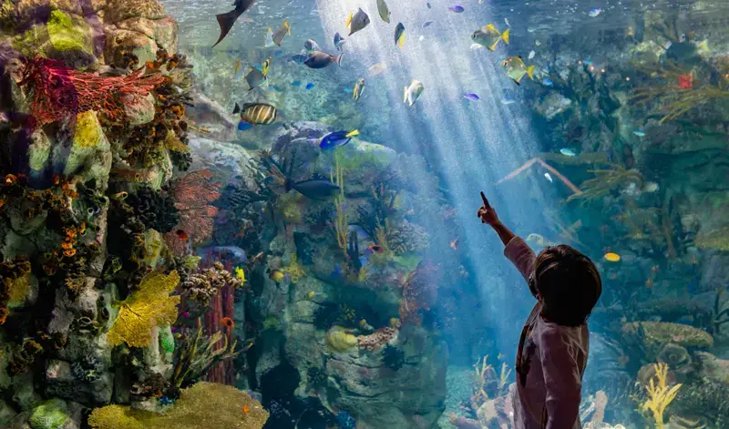 Birch Aquarium at Scripps, La Jolla, CA