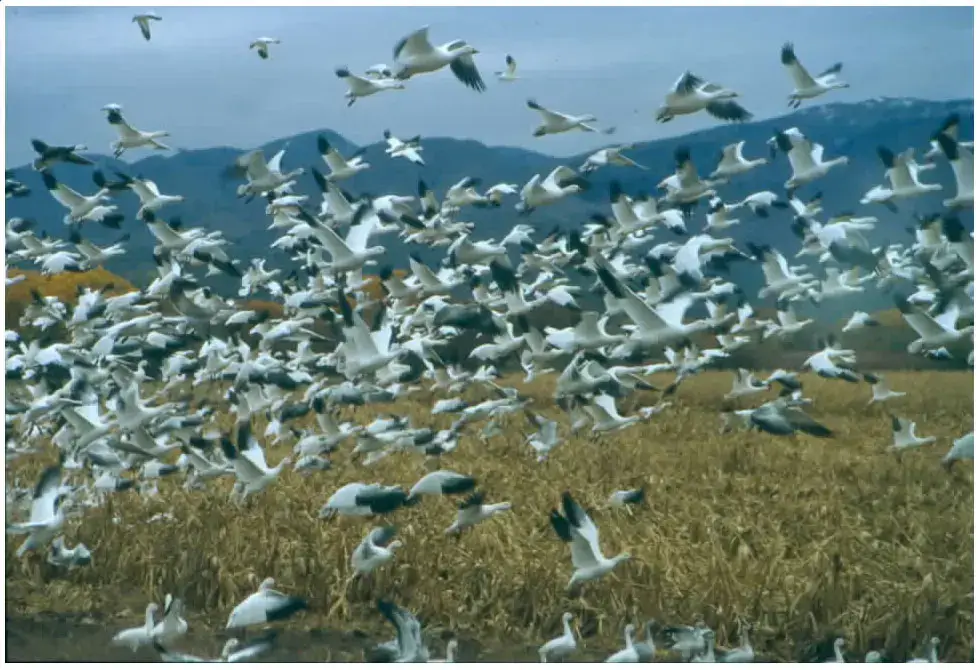 Bosque del Apache National Wildlife Refuge, San Antonio, NM