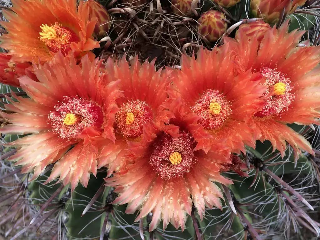 Boyce Thompson Arboretum, Superior, AZ