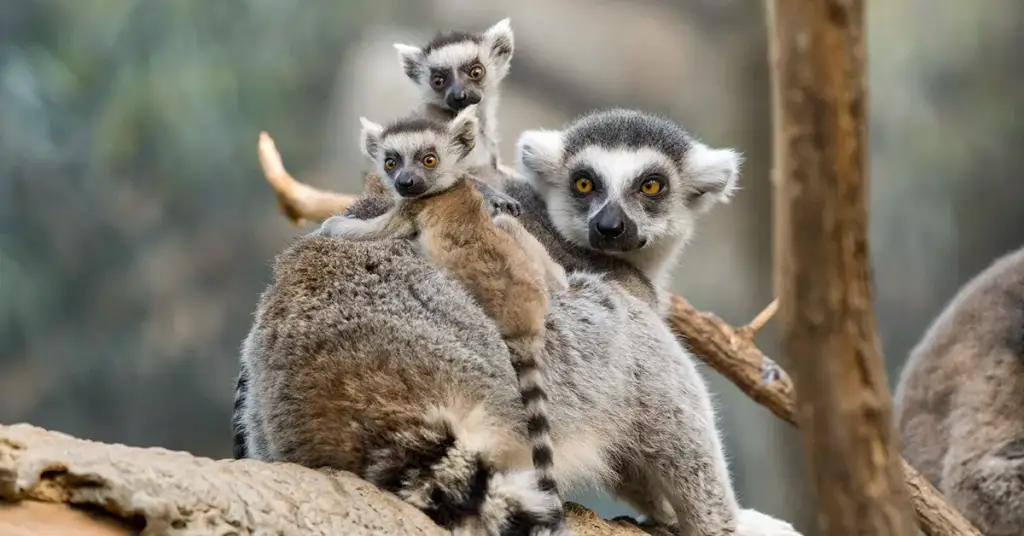 Bronx Zoo, Bronx, NY