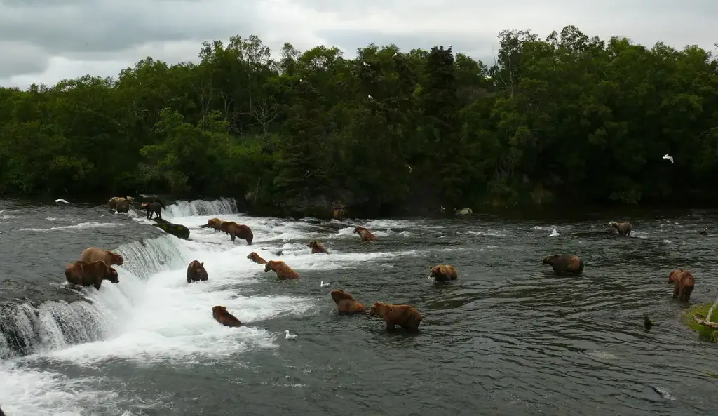 Brooks Falls, King Salmon, AK