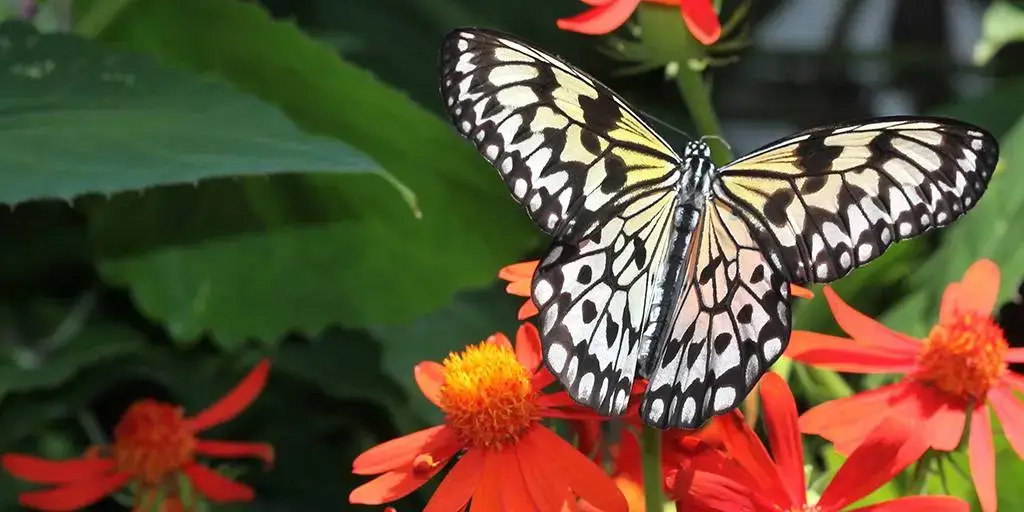 Butterfly World, Coconut Creek, FL