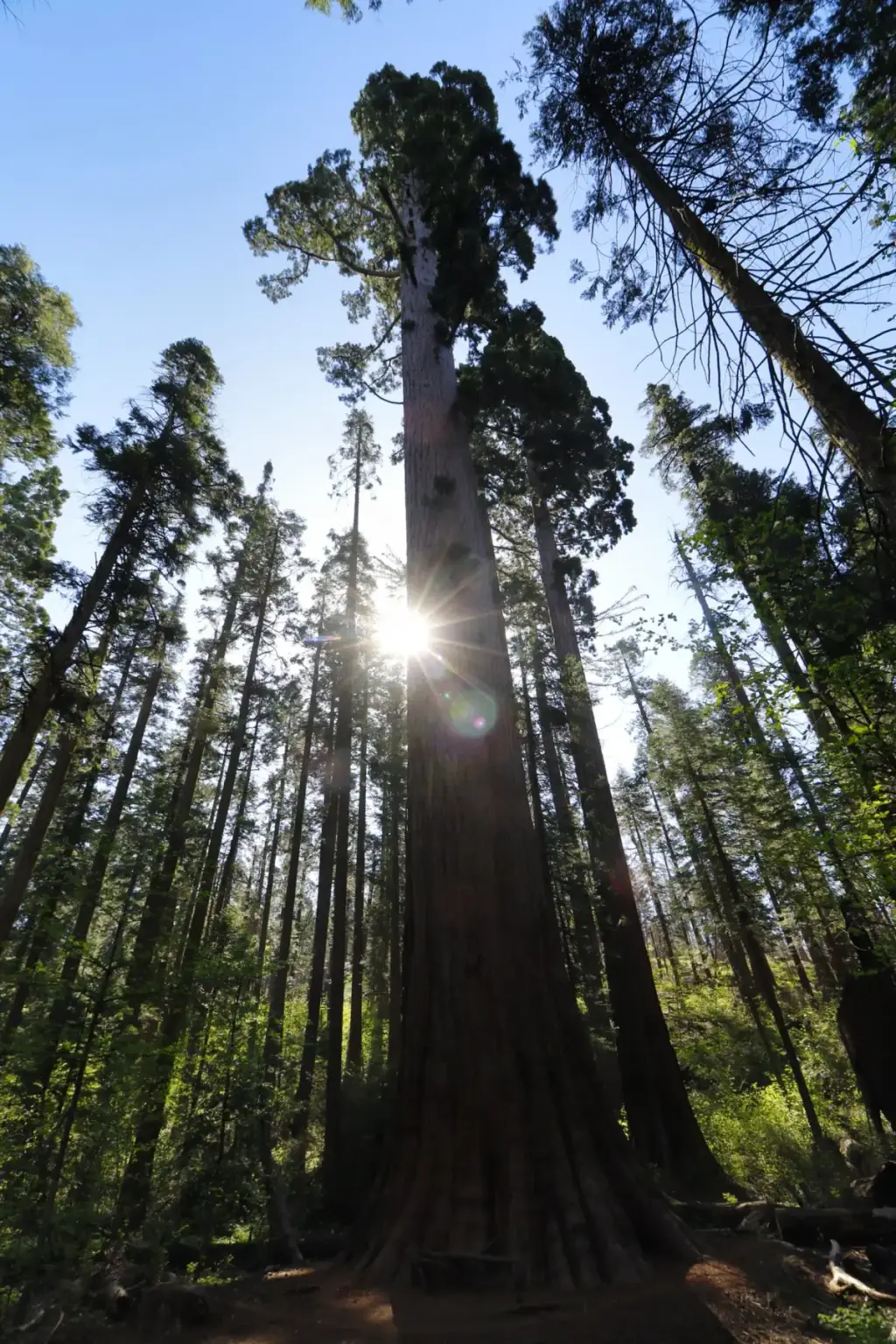 Calaveras County, Angels Camp, CA
