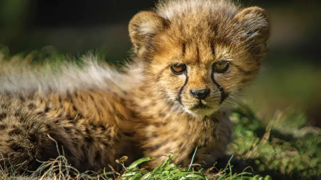Caldwell Zoo, Tyler, TX