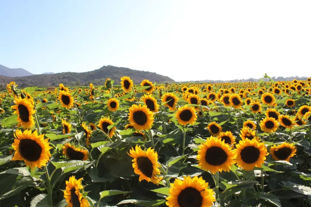 Camarillo, Camarillo, CA