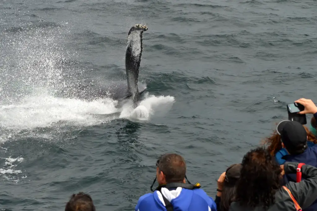 Cape Ann Whale Watch, Gloucester, MA