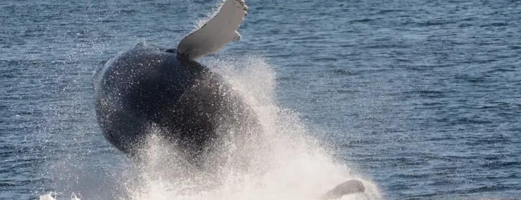 Cape May Whale Watcher, Cape May, NJ