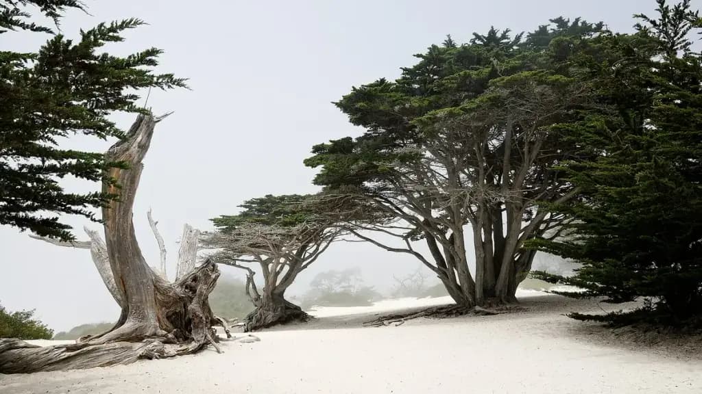 Carmel-by-the-Sea, Carmel-by-the-Sea, CA