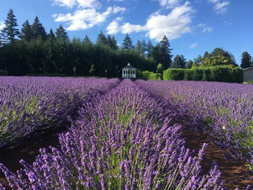Carriage House Lavender, Sherwood, OR
