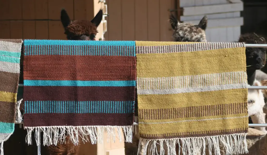Casa Alpaca and Fiberworks, Santa Fe, NM