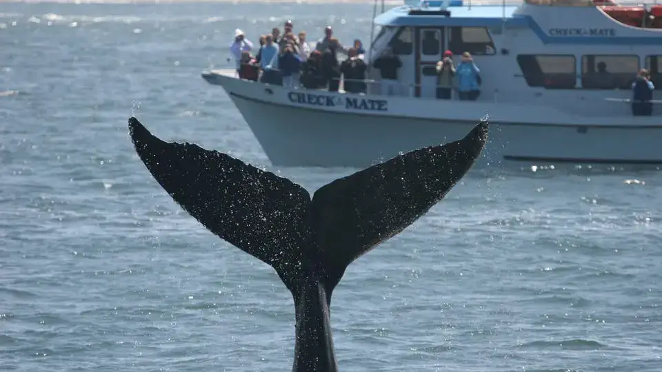 Chris' Fishing and Whale Watching, Monterey, CA