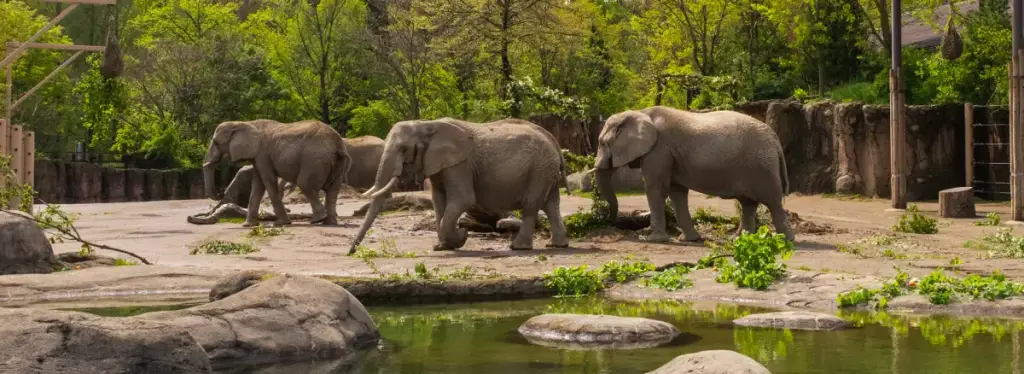 Cleveland Metroparks Zoo, Cleveland, OH