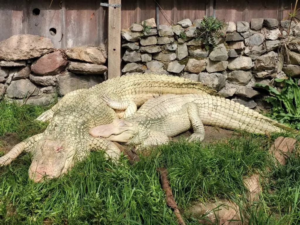 Colorado Gators Reptile Park, Mosca, CO