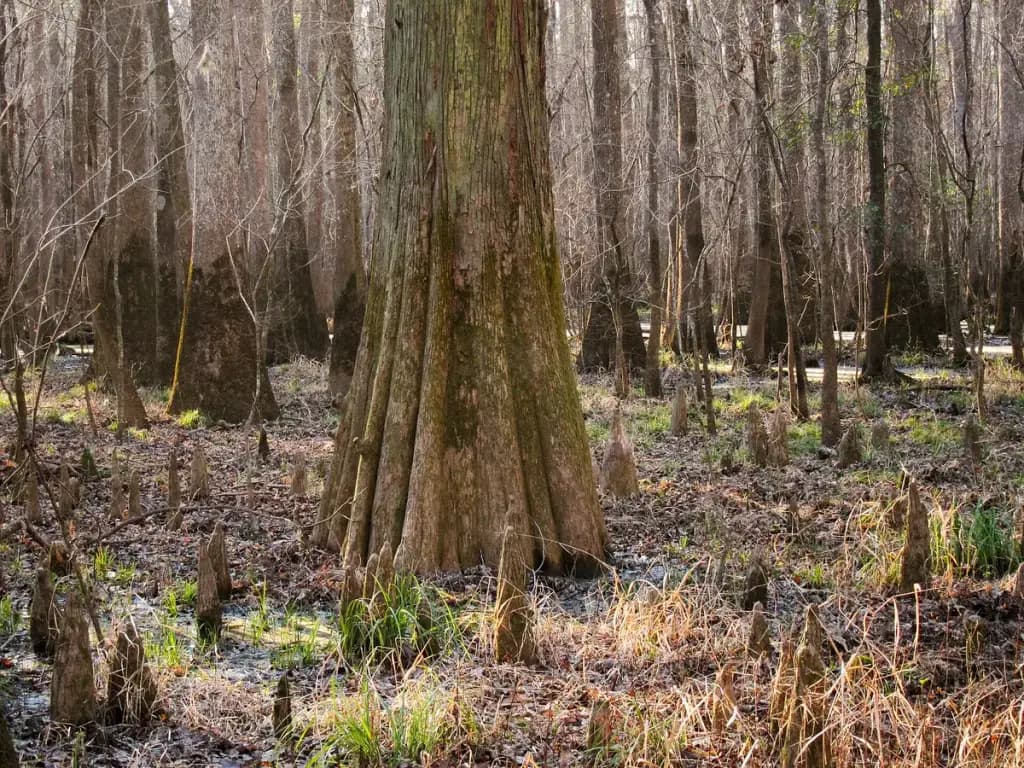Congaree National Park, Hopkins, SC