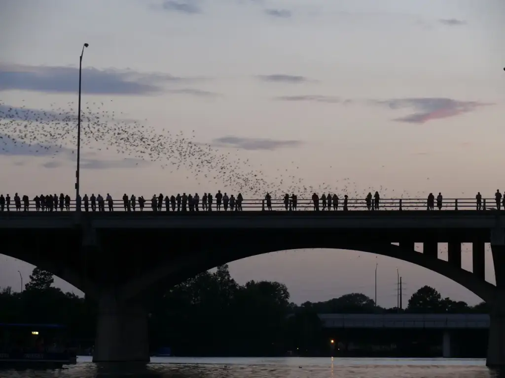 Congress Avenue Bridge Bats, Austin, TX