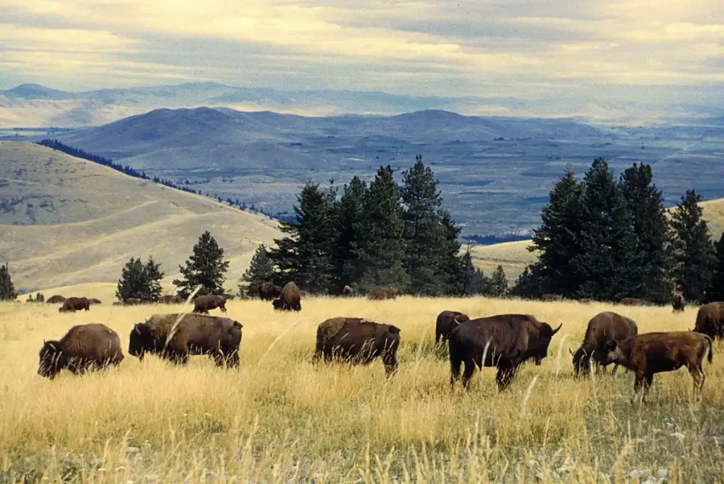 CSKT Bison Range, Charlo, MT