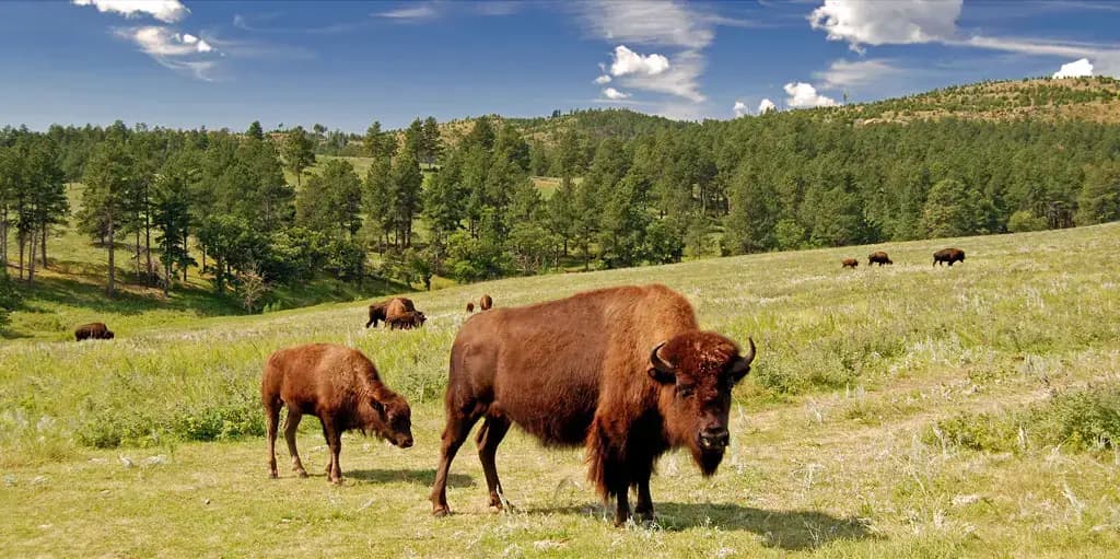Custer State Park, Custer, SD