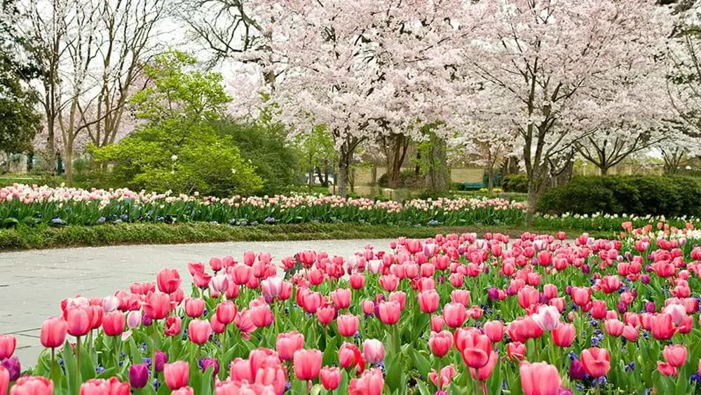 Dallas Arboretum and Botanical Garden, Dallas, TX