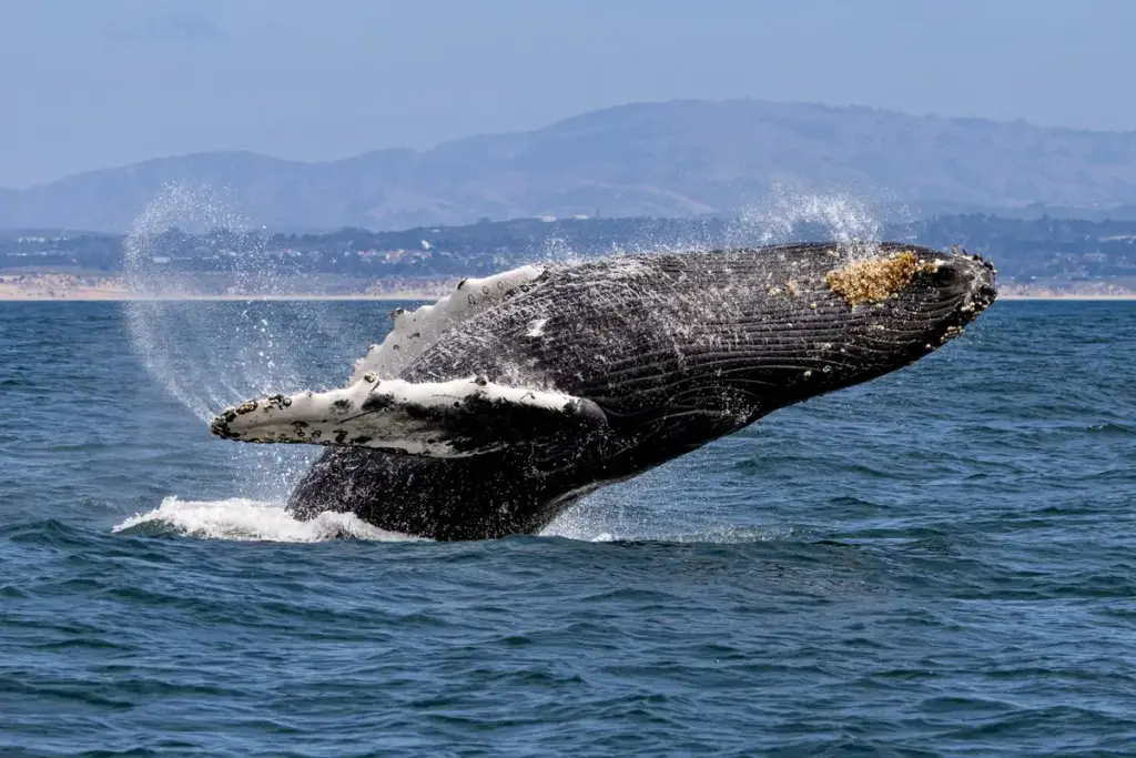 Monterey Peninsula