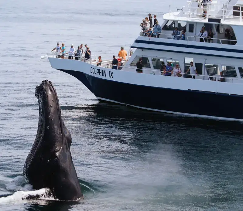 Dolphin Fleet Whale Watch, Provincetown, MA