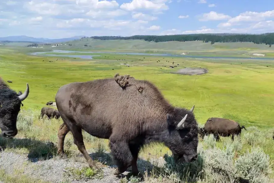 East Yellowstone Valley, Wapiti, WY