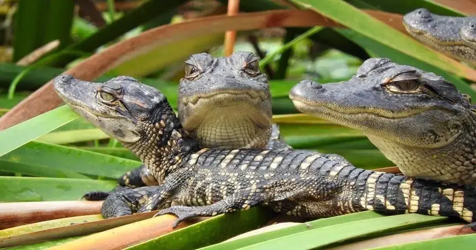 Everglades Day Safari, Fort Lauderdale, FL