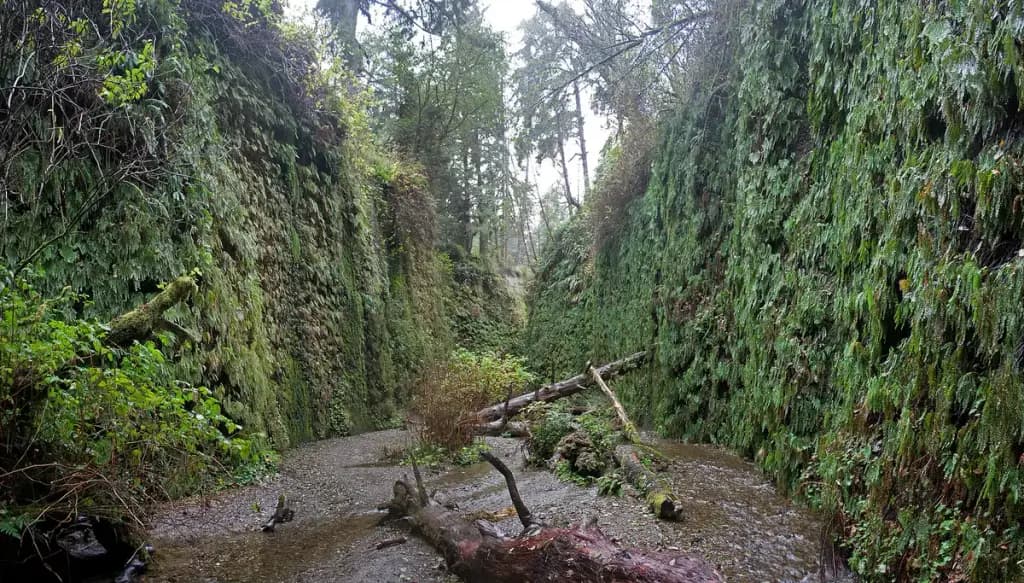 Fern Canyon, Orick, CA
