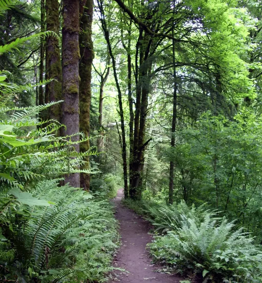 Forest Park, Portland, OR