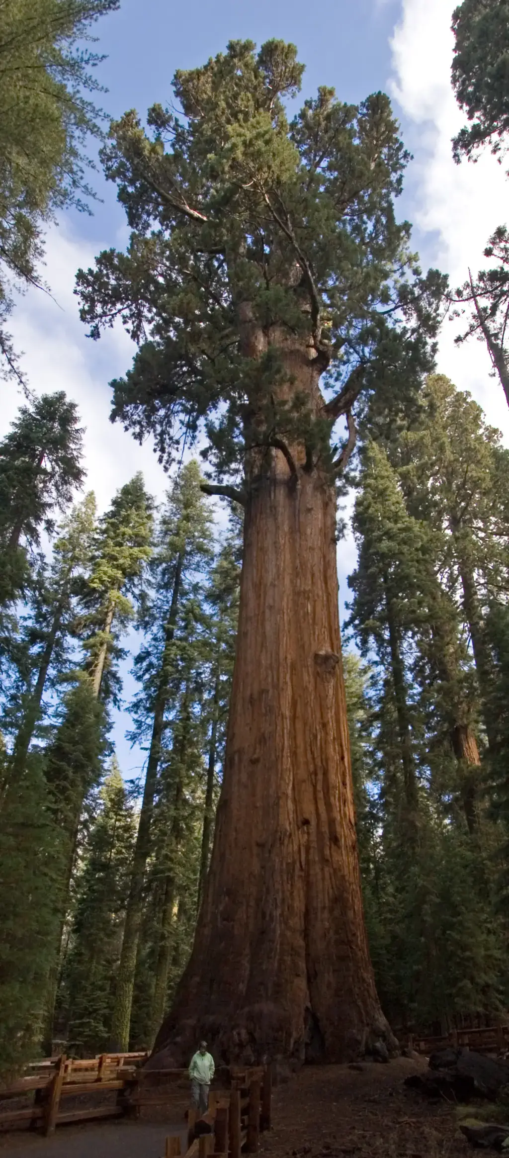 General Sherman Tree, Three Rivers, CA