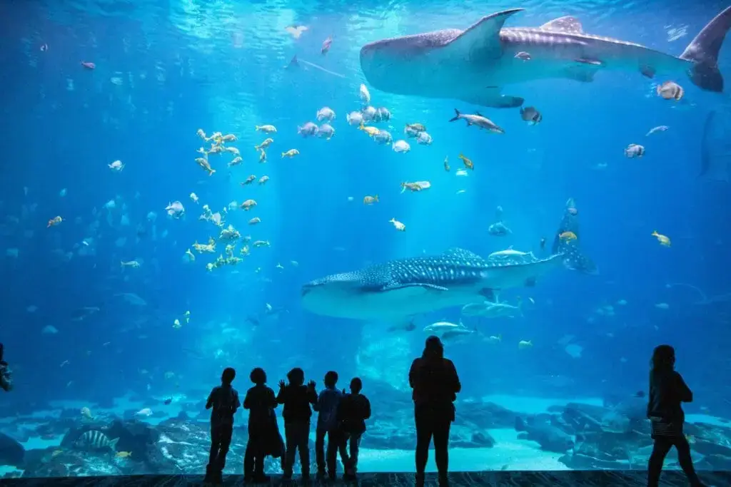 Georgia Aquarium, Atlanta, GA