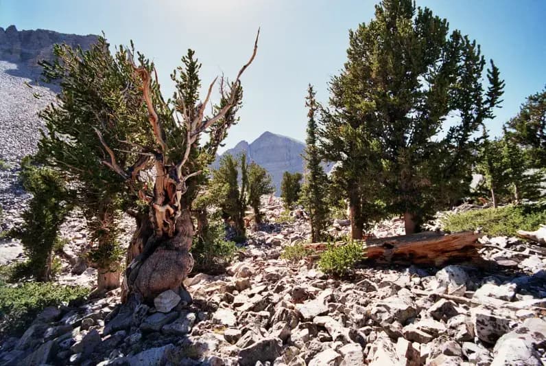 Great Basin National Park, Baker, NV