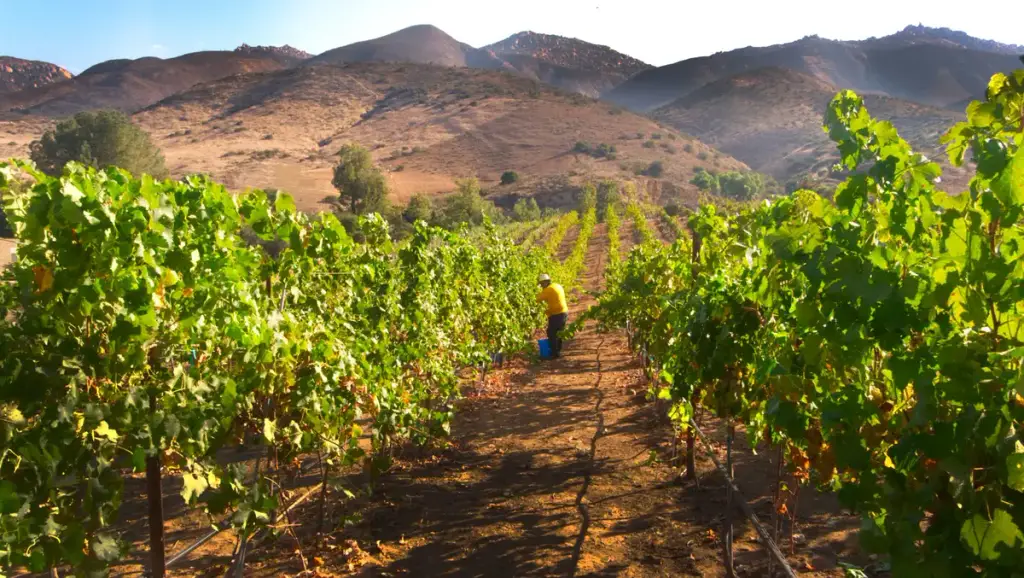 Highway 94 Wine Trail, Jamul, CA