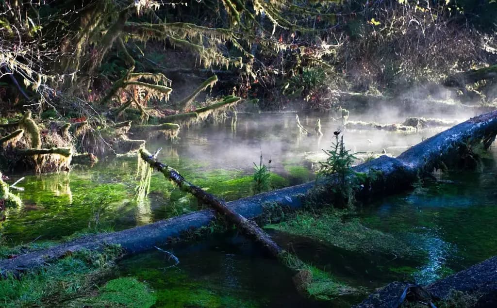 Hoh Rain Forest, Forks, WA