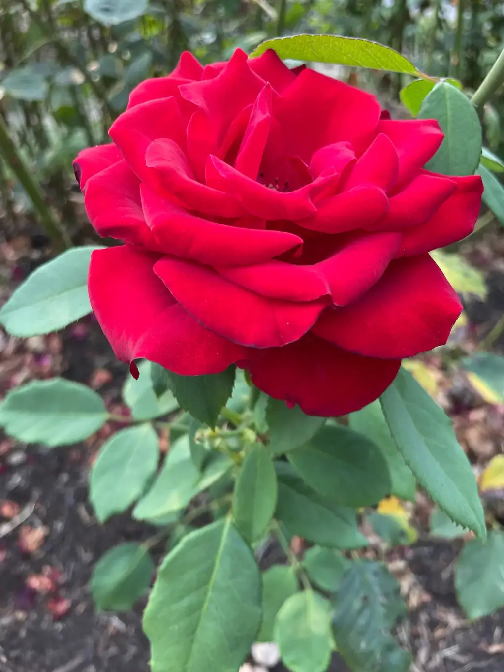 International Rose Test Garden, Portland, OR