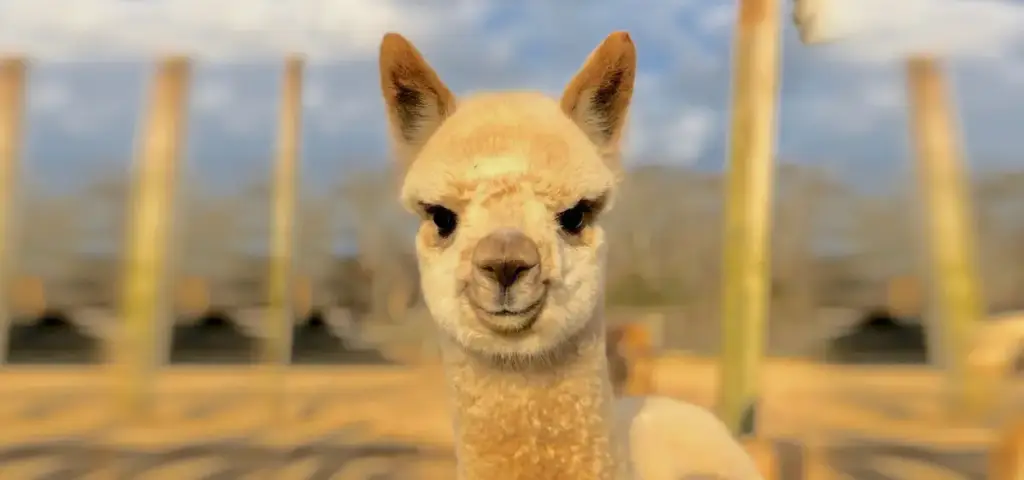 Island Alpaca, Oak Bluffs, MA
