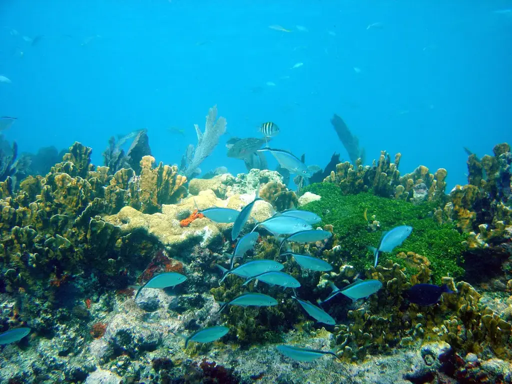 John Pennekamp Coral Reef State Park, Key Largo, FL