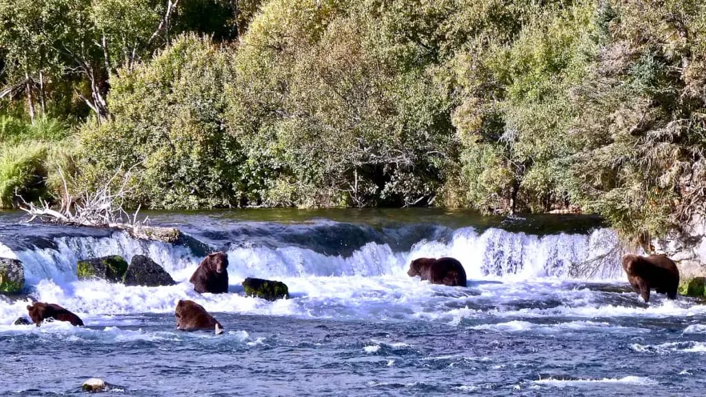 Katmai National Park and Preserve, King Salmon, AK