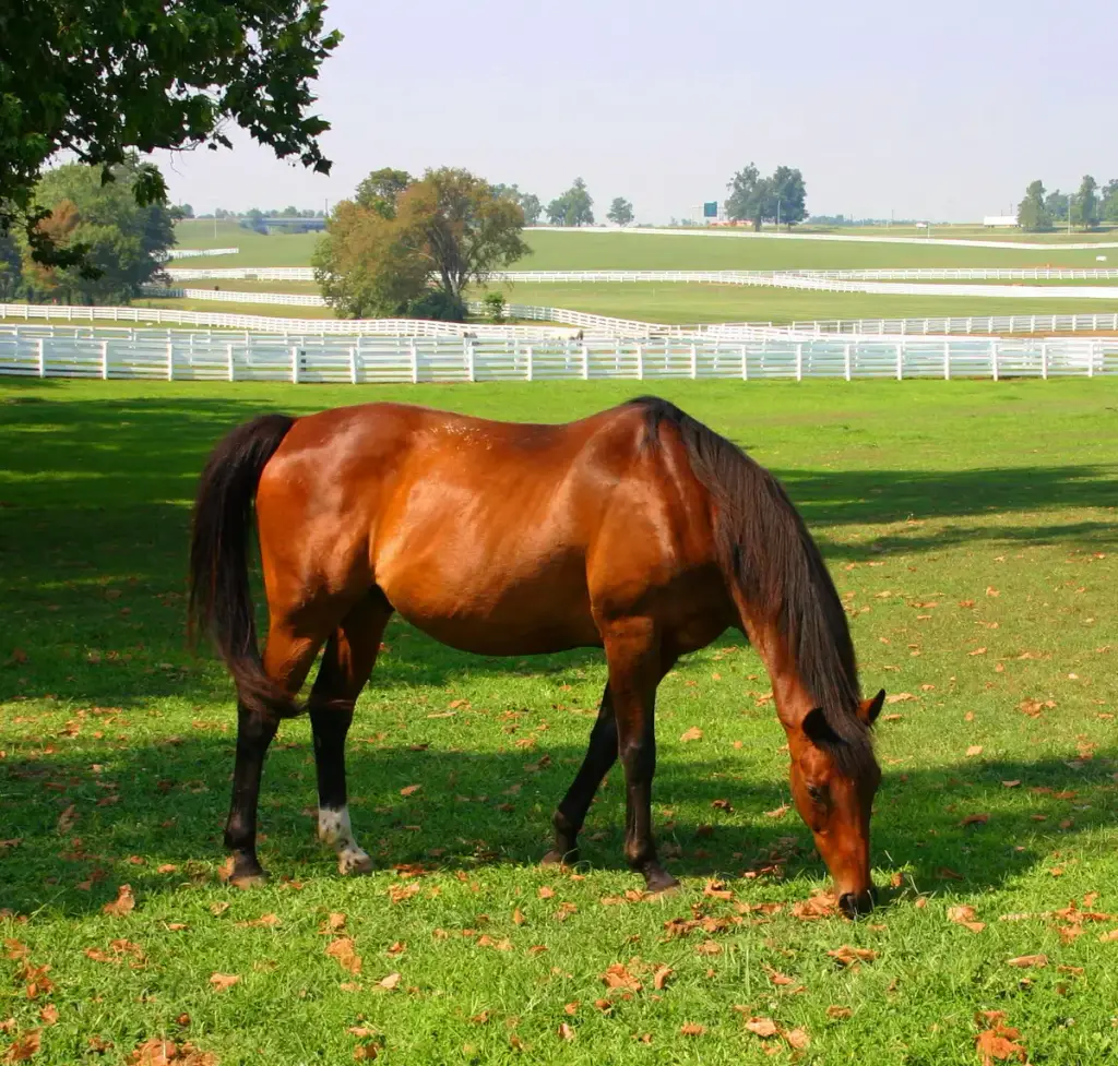 Kentucky Horse Park, Lexington, KY